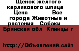 Щенок жёлтого карликового шпица  › Цена ­ 50 000 - Все города Животные и растения » Собаки   . Брянская обл.,Клинцы г.